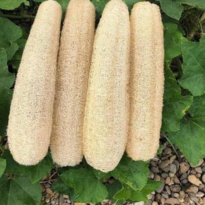 Luffa aus eigenem Anbau(2 Stück)