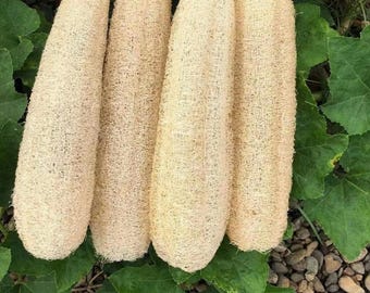 Lufa natural de cosecha propia (2 piezas)