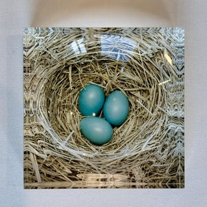 May include: A square print featuring a bird's nest with three robin's eggs. The eggs are a vibrant turquoise blue, nestled in a woven nest of dried straw. The image is encased in a clear, glossy material.