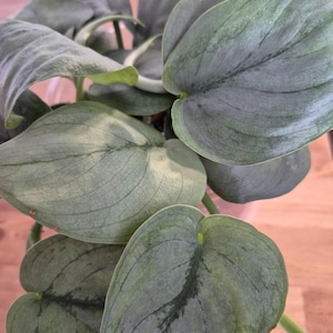 May include: Close-up of a Scindapsus pictus plant, also known as Satin Pothos. The leaves are large, heart-shaped, and have a silvery-green hue with darker green veining. The plant is in a pot, with several leaves visible.