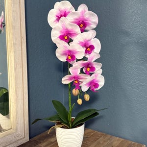以下が含まれることがあります： 白とマゼンタの花を持つ鉢植えの蘭。 蘭は緑の葉を持ち、白のリブ付きセラミックポットに入っています。 植物は、濃い青色の壁を背景に、木製の表面に置かれています。