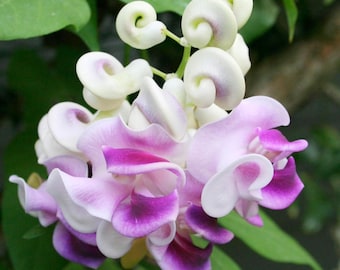 Semillas de enredadera caracolera, flor espiral fragante, flor trepadora resistente al calor, jardín para polinizadores