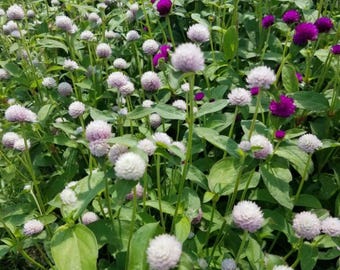 Mixed Gomphrena Seeds, Globe Amaranth Flower, Heat Tolerant Annual Garden, Pollinator Friendly