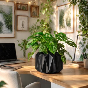 May include: A black geometric planter holding a green plant with unique leaf patterns. The planter sits on a wooden desk in a well-lit room, with a laptop and framed artwork in the background. The room is decorated with hanging plants and string lights.
