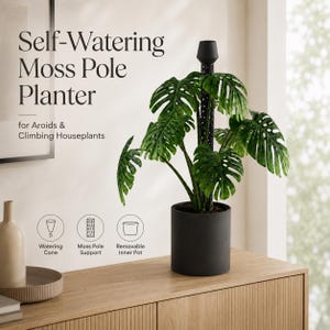 Syngonium on Pole - Etsy