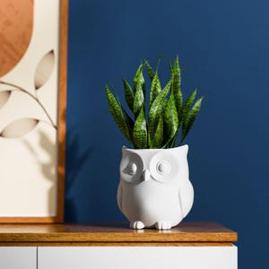 May include: A white owl-shaped plant pot containing a snake plant. The pot features large, round eyes and a beak. The snake plant has long, green leaves with yellow-green stripes. The pot is on a wooden surface.
