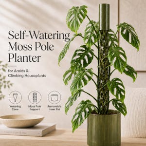 May include: A self-watering moss pole planter for aroids and climbing houseplants, featuring a green cylindrical pot, a central moss pole support, a watering cone, and a removable inner pot, with text reading Self-Watering Moss Pole Planter.
