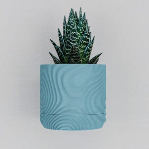 May include: A small, green succulent plant with white spots in a light blue, textured planter. The planter has a wavy, horizontal line design. The plant and planter are set against a plain, light gray background.