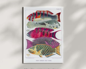Vintage print met vissen van het Great Barrier Reef | Kleurrijke illustratie van het zeeleven | Kustmuurkunst | Afdrukbare poster met digitale kunst | Mariene biologie