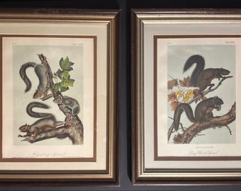 Láminas de ardillas de Audubon, par — Cuadrúpedos vivíparos Octavo, litografías coloreadas a mano, enmarcadas