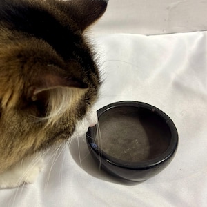 Puede incluir: Un cuenco negro y pequeño para mascotas, de forma redondeada y superficie brillante. Un gato atigrado está olfateando el cuenco. El cuenco está sobre una superficie blanca.