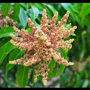 Mango Leaf  Botanical Essence