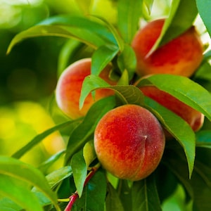 May include: Close-up of ripe peaches on a tree branch. The peaches have a vibrant red and orange hue, with a fuzzy texture. The green leaves provide a contrasting backdrop, creating a natural and fresh aesthetic.