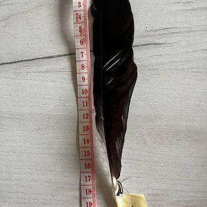 Puede incluir: Una pluma negra grande, de aproximadamente 20 cm de largo, se muestra junto a una cinta métrica roja y blanca. Una pequeña etiqueta crema con el número "1" está adherida a la base de la pluma. La pluma tiene un brillo brillante.