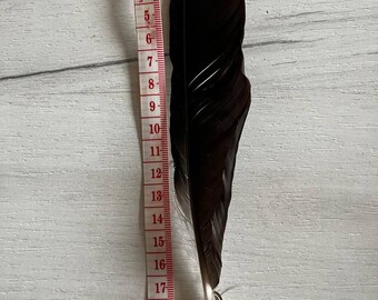 Natürliche Rabenfeder