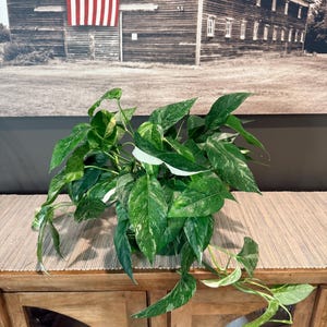 May include: A potted houseplant with large, variegated green leaves with white markings. The plant sits on a wooden cabinet. In the background is a black and white photograph of a barn with an American flag.