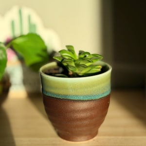 Live Crassula Ovata Succulent in Glazed Ceramic Pot - 4-Inch Multi-Color Ombre Planter - Easy Care Indoor Desk Plant - Gift for Plant Lovers