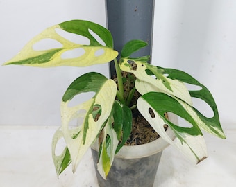 Bunte Monstera Adansonii Albo Lebende Zimmerpflanze