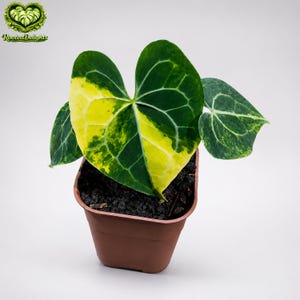 Anthurium Giganteum - Etsy