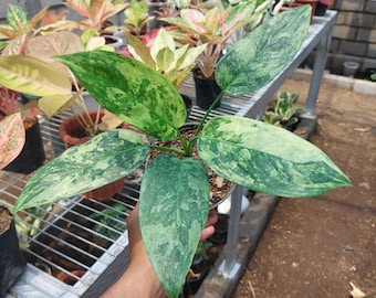 Aglaoneema Simplex bunte Lebende Outdoorpflanze