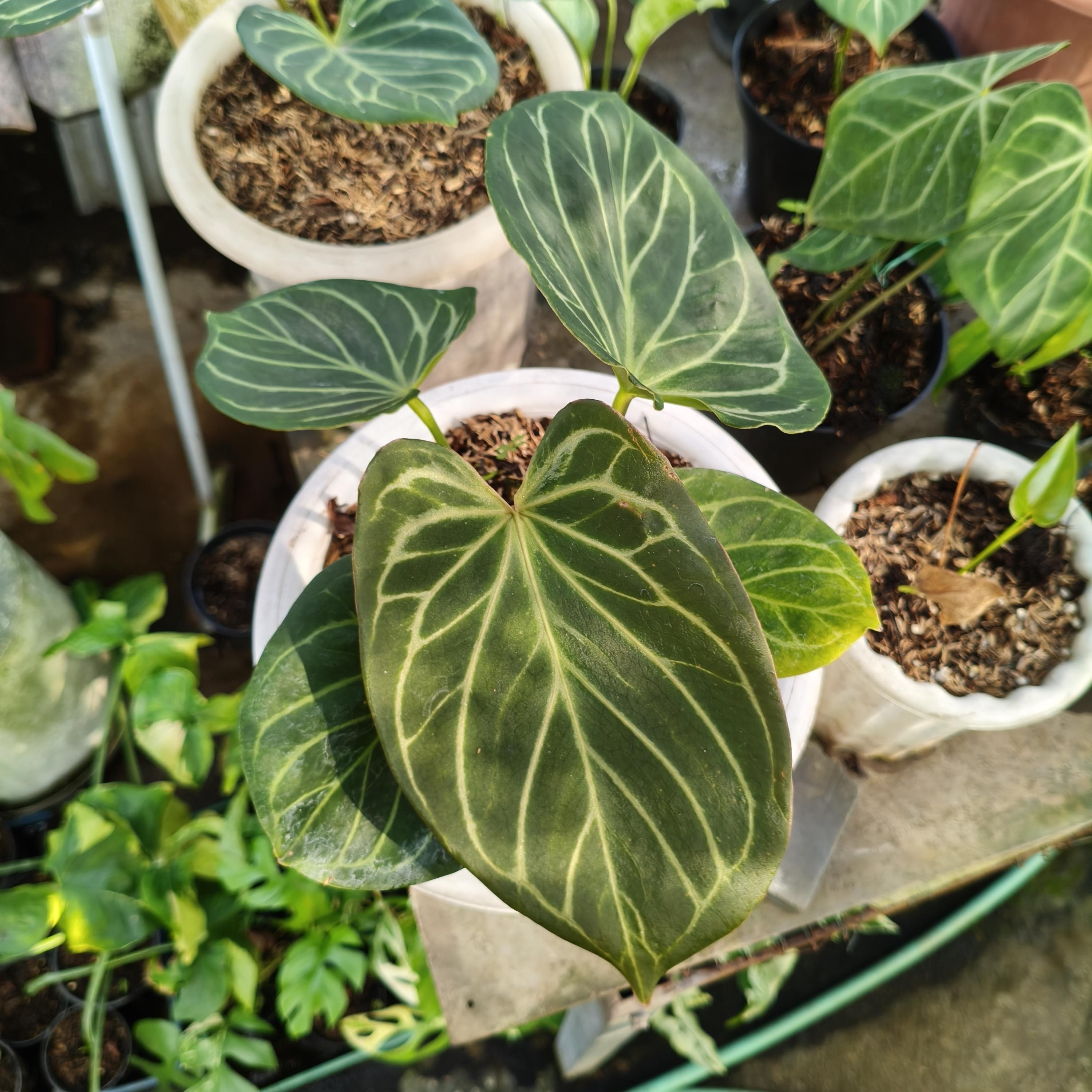 Anthurium King of Spades KOS Butterfly Hu Plant - Etsy