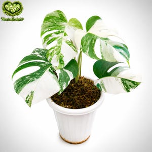 Monstera Oceana - Etsy