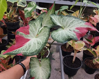 Caladium Shycool Tricolor Beauty Zimmerpflanze