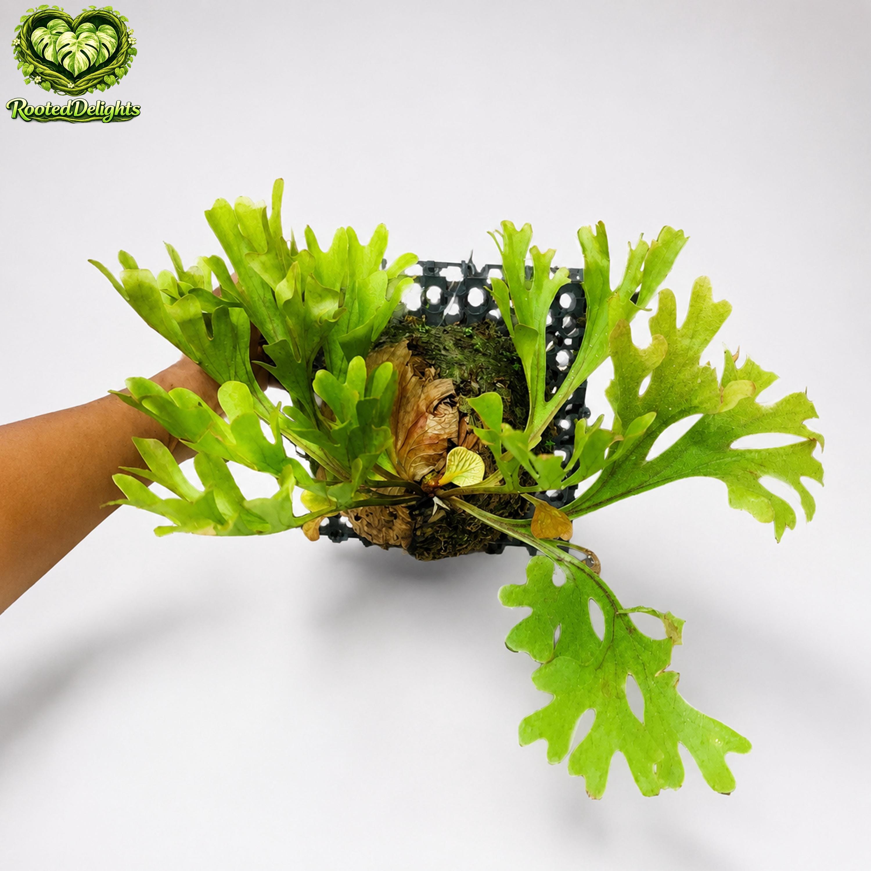 Platycerium ridleyi - Etsy 日本