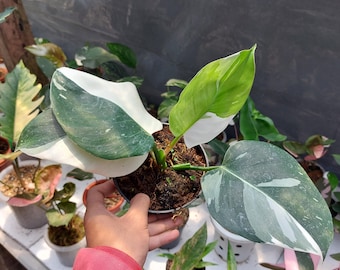 Philodendron White Zauberer Zimmerpflanze Indoor