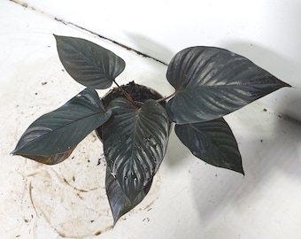 Homalomena Kardinalpflanze Indoor