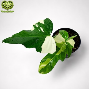 Puede incluir: Una planta en maceta con hojas grandes y abigarradas. Las hojas son una mezcla de verde oscuro y blanco cremoso, con una textura brillante. La planta está en una maceta negra, sobre un fondo blanco. El logotipo "Rooted Delights" está en la esquina superior izquierda.