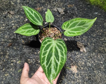 Anthurium Silber Chrom Schmetterling New Mutation Zimmerpflanze