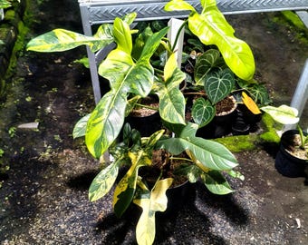 Philodendron Bipennifolium Variegated Large Leaf Outdoorpflanze