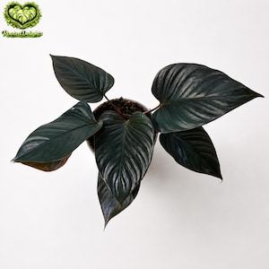 Homalomena Black Velvet - Etsy