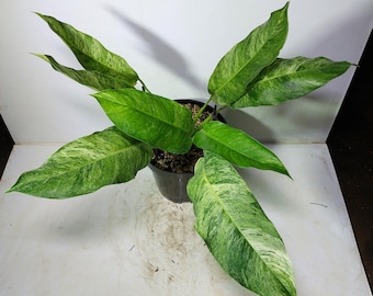 Rhapphidophora Megasperma Multicolor Zimmerpflanze