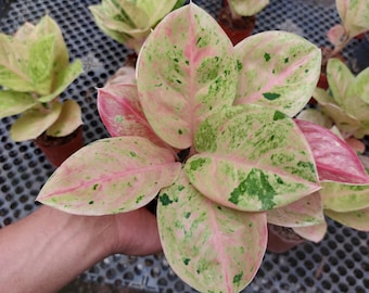 Aglaoneema Smaragdpflanze Live Indoor