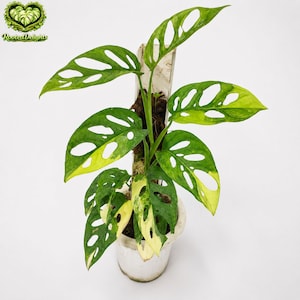 green on green monstera Monstera Albo Green – GrowJungle