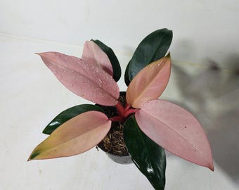 Philodendron Pink Dark Lord Outdoor Plant - Etsy