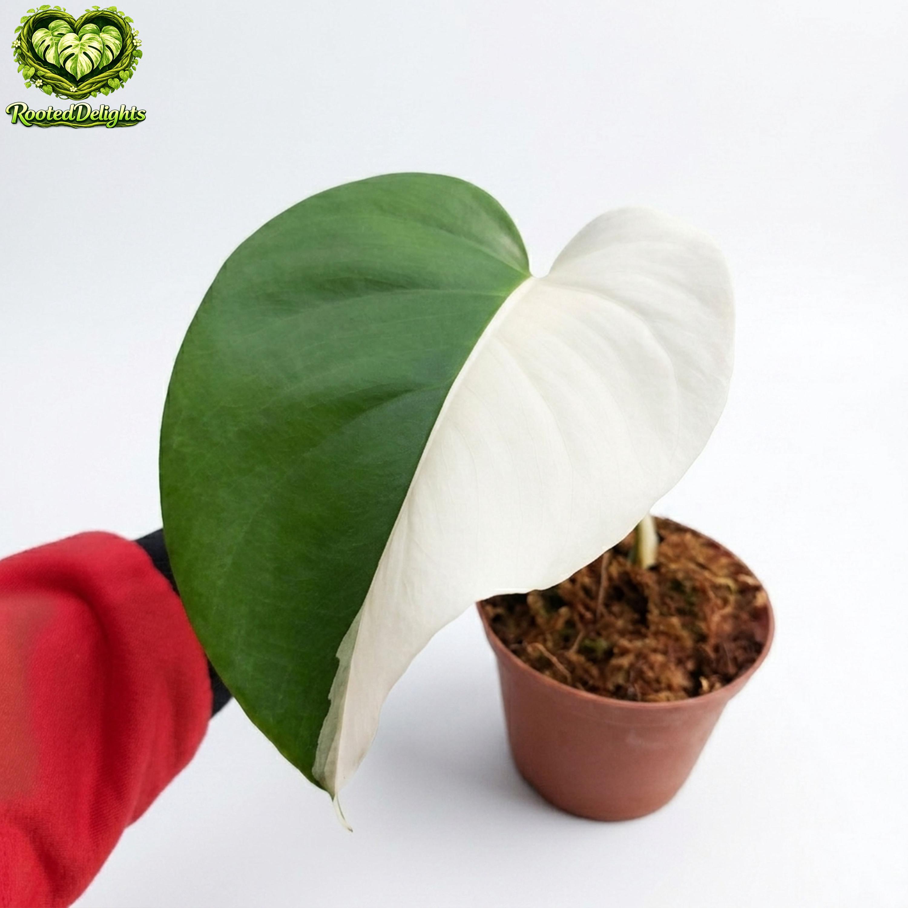 zz plant plant ZZ PLANT 8in