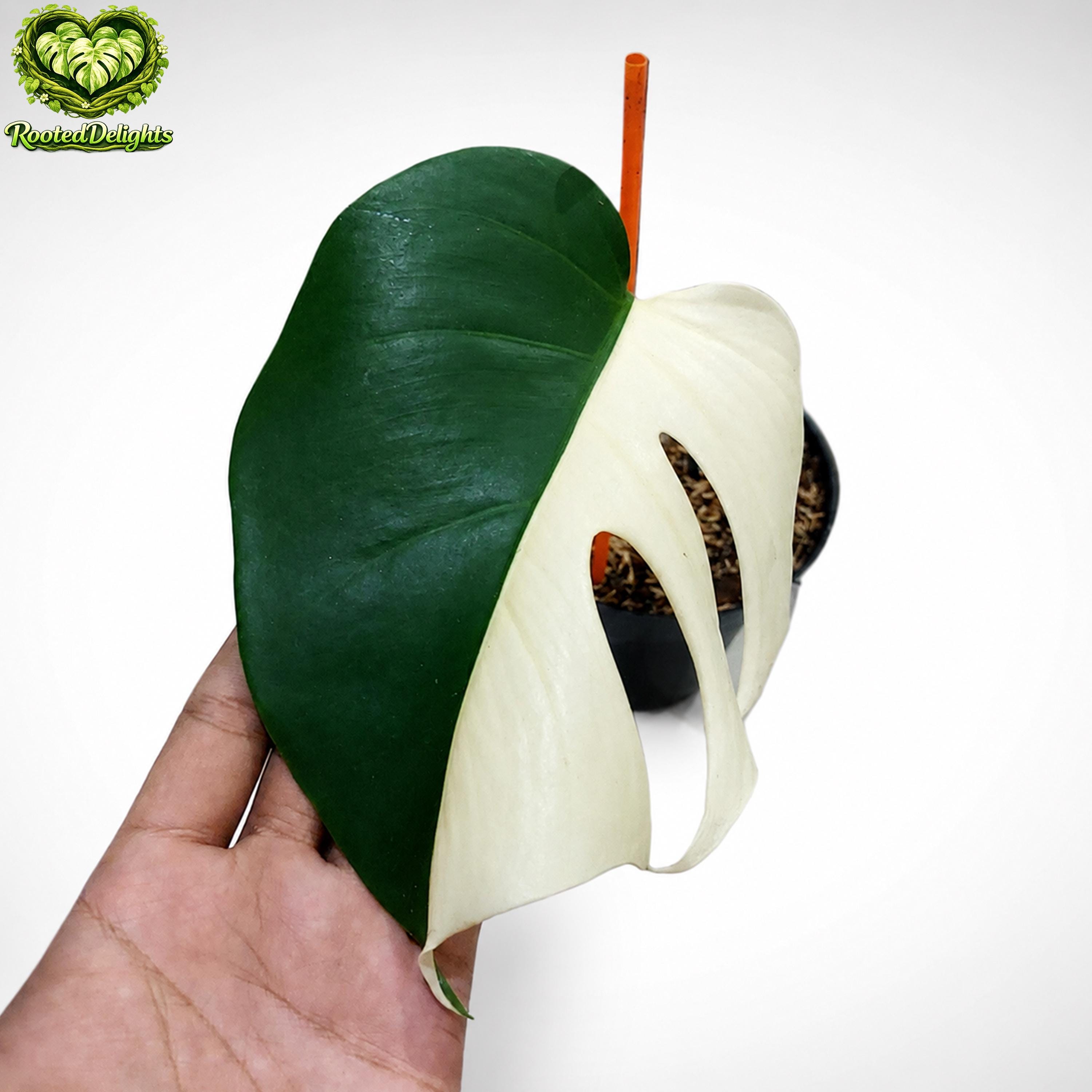 Monstera white lava - Etsy 日本