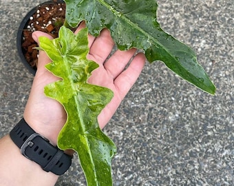 Philodendron Bobcee variierte Indoor Outdoor Pflanze