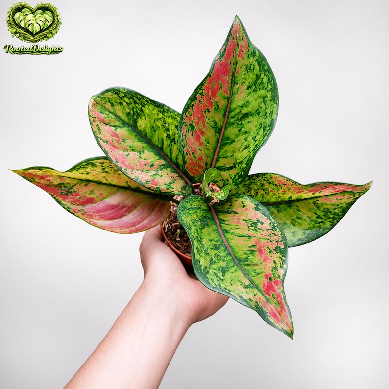 RootedDelights Aglaonema Heng-Heng