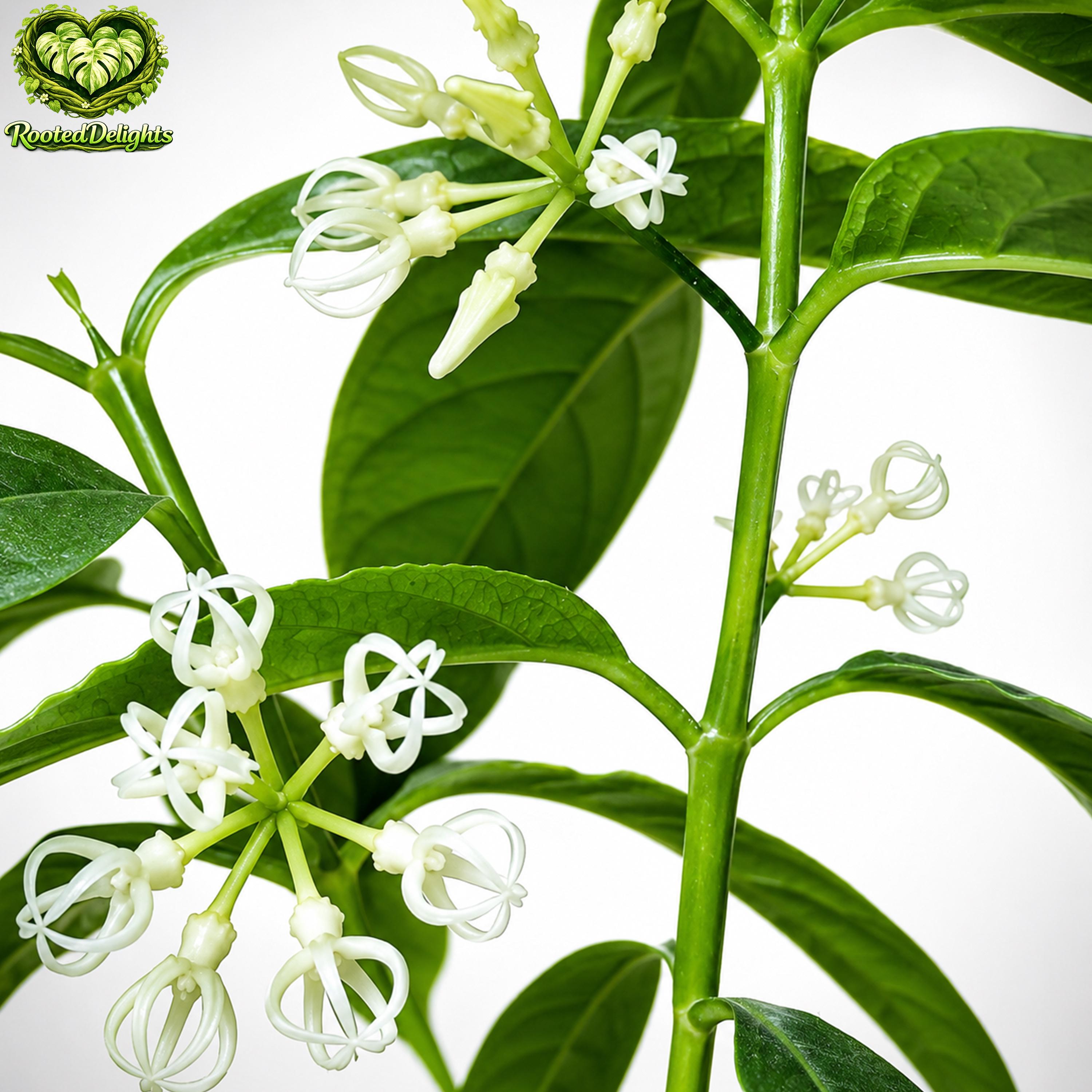 Hoya decipulae - Etsy 日本