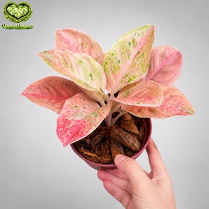 asiatic lilie Easy to Grow Bulbs Lilium main image 1