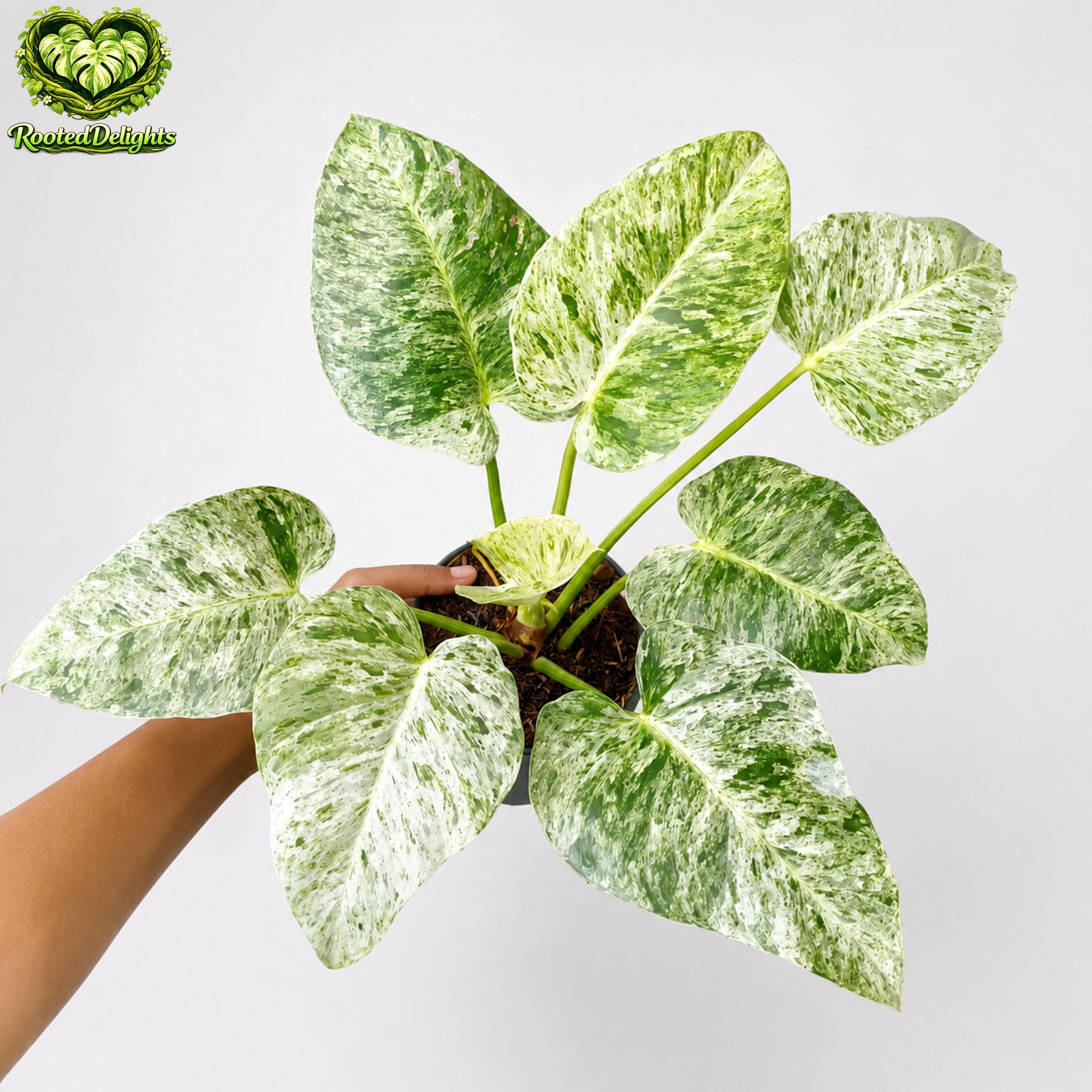 Variegated philodendron giganteum - Etsy 日本