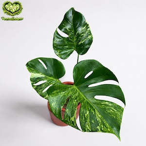 Monstera Oceana - Etsy