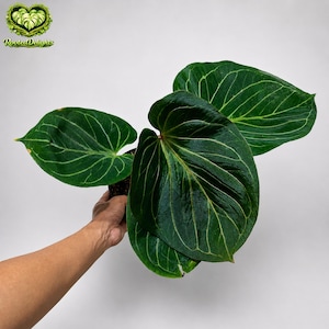 Anthurium Kos Butterfly - Etsy