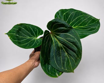 Anthurium King of Spades – Rare, Velvety Foliage With Stunning