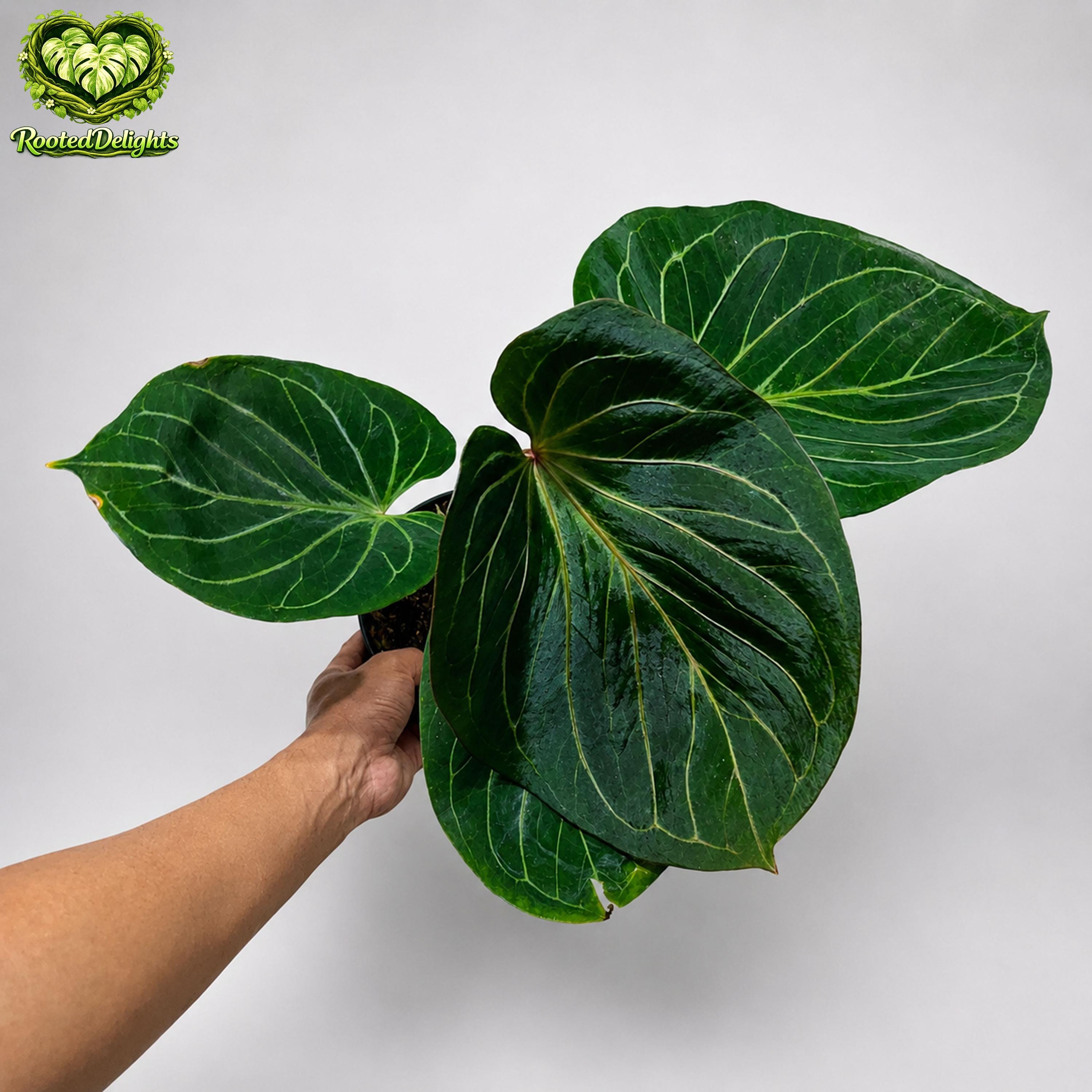Anthurium KOS King of Spades Butterfly Large Leaves - Etsy