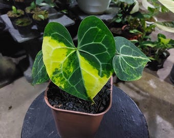 Anthurium Clarinervium Bunte Wohnkultur Pflanze